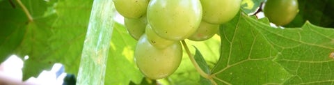 Guide Hvide druer til hvidvin hos Bilka